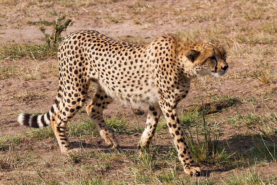 safari